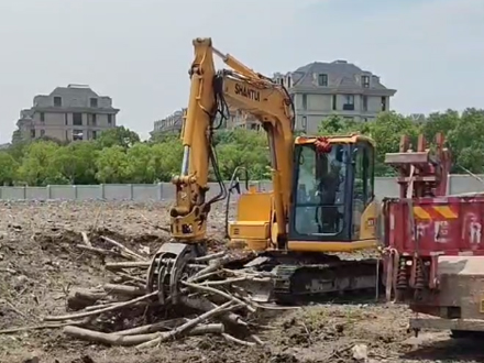 上海树木清理_上海杨浦别墅建前树木清理