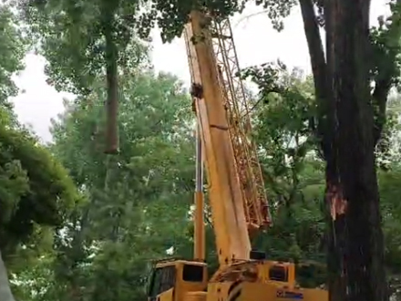 上海树木砍伐_上海闵行华建二街坊杨树砍伐